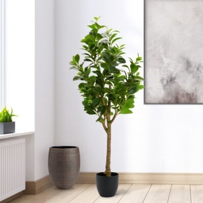 PEPEROMIA TREE POTTED 51"H
