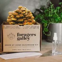 CHESTNUT MUSHROOM KIT