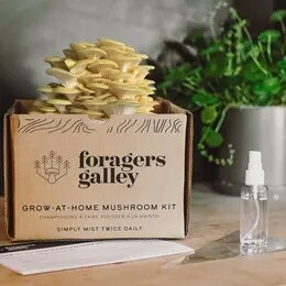 GOLDEN OYSTER MUSHROOM KIT
