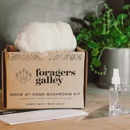 Lion's Mane Mushroom kit