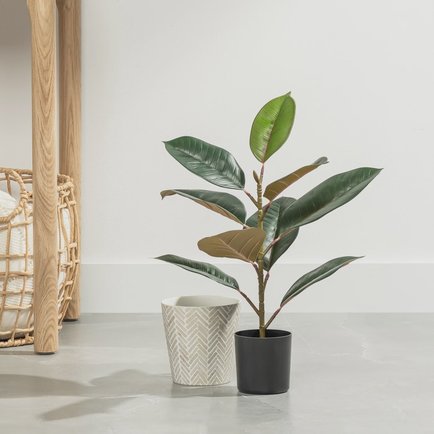 RUBBER TREE 21" HIGH
