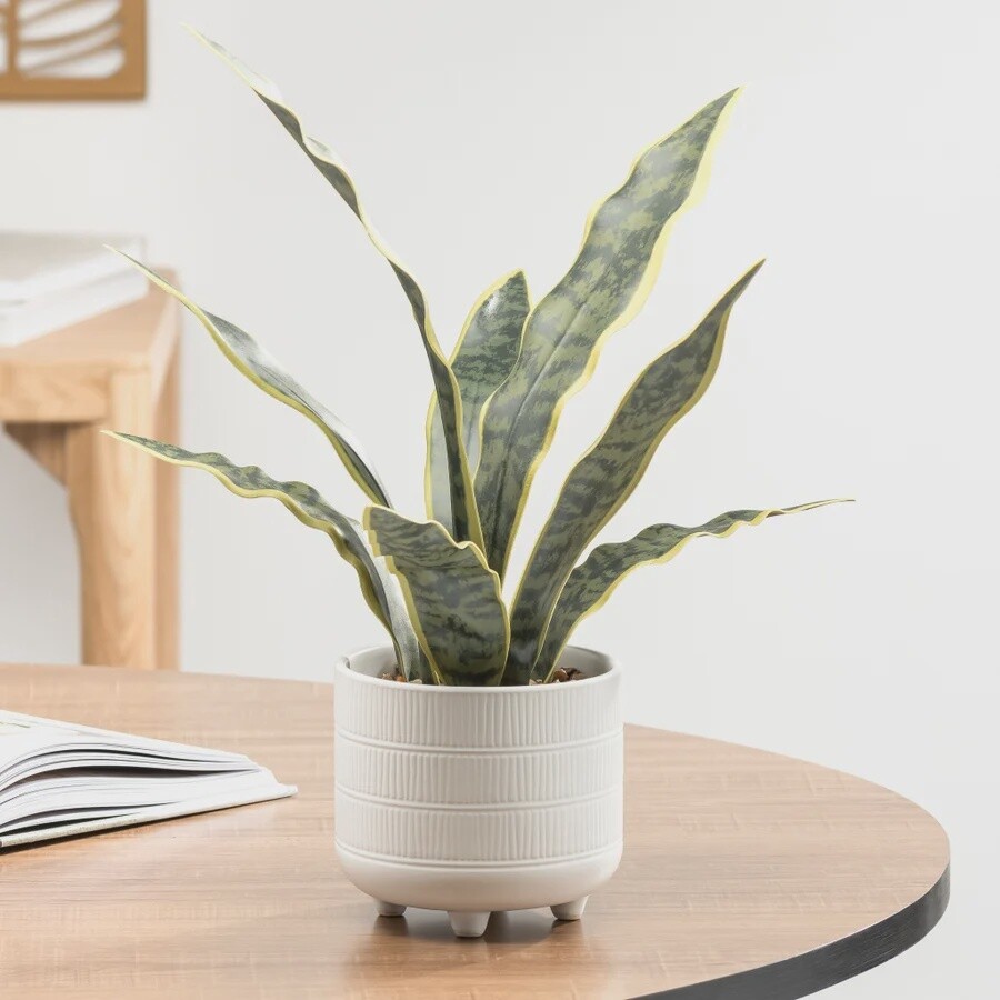 RIVIERA POTTED PLANT