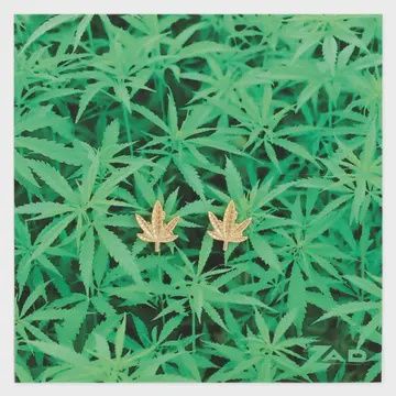 Cannabis Leaf posts