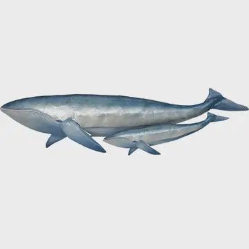 CAPIZ BLUE WHALE PAIR
