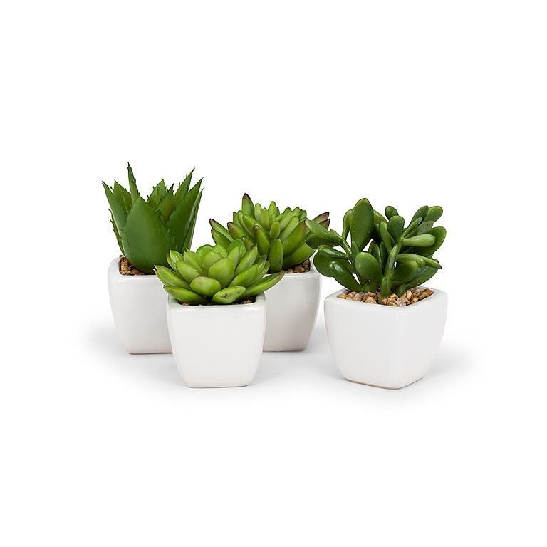 Mini Succulents In White Square Pot