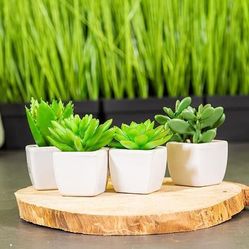 Mini Succulents In White Square Pot