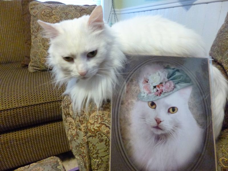 Lady Winkle - Cat Greeting Card