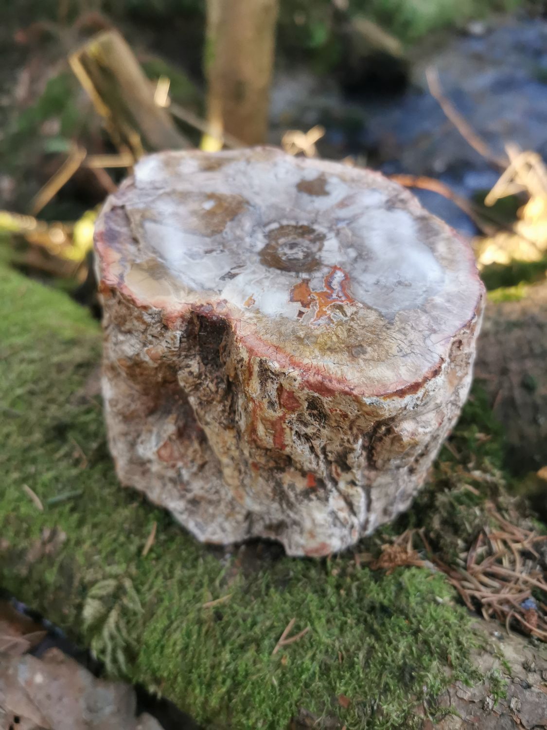 Versteinertes Holz XXL Madagaskar