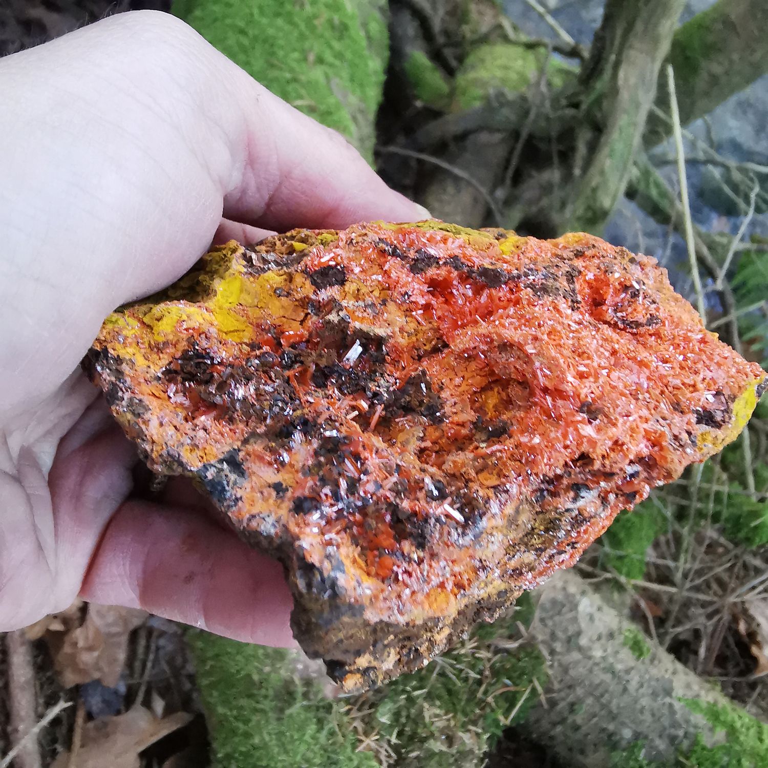 Krokoit *sehr seltene* XXL Sammler-  stufe Tasmanien