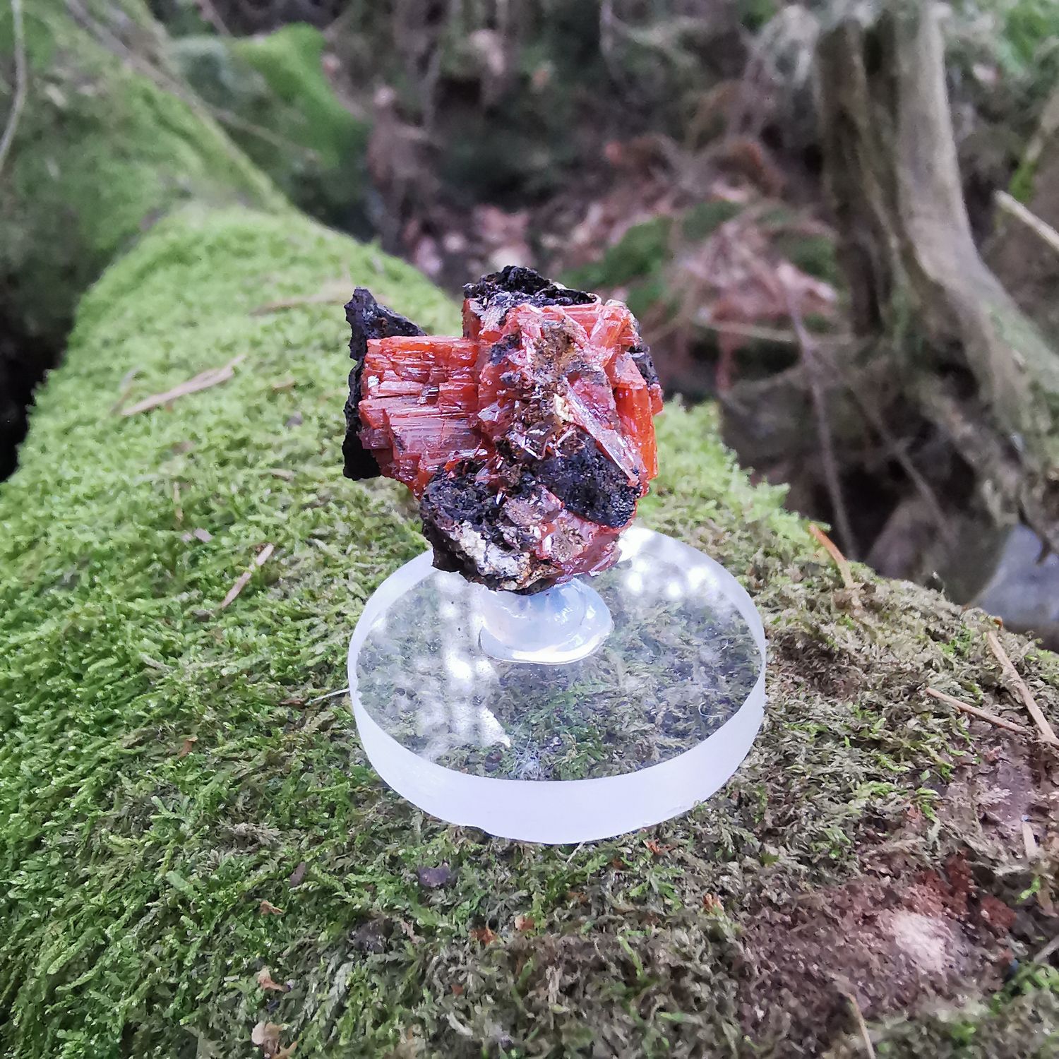 Krokoit *sehr seltene* Sammler- stufe Tasmanien