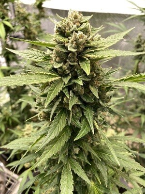 Gelato Feminized Auto-Flower Beans