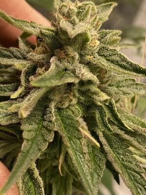 G13 Feminized Photoperiod Seeds