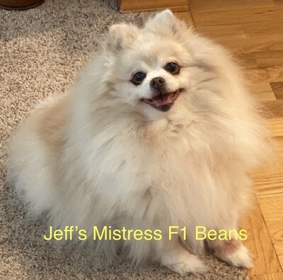 Jeff’s Mistress F1 Feminized Photoperiod Seeds