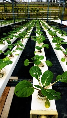 Indoor Growing
