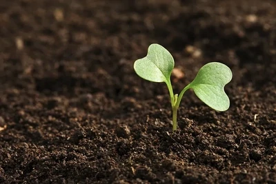 Plants &amp; Seeds