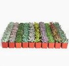 Gate City Gardening: Assorted Succulent 2 inch