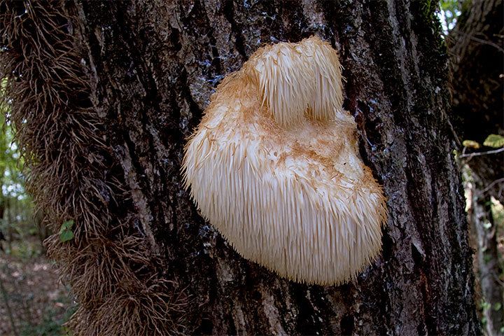Mushroom Log: Lion&#39;s Mane