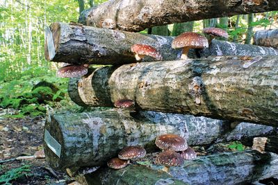 Mushroom Log: Shitake