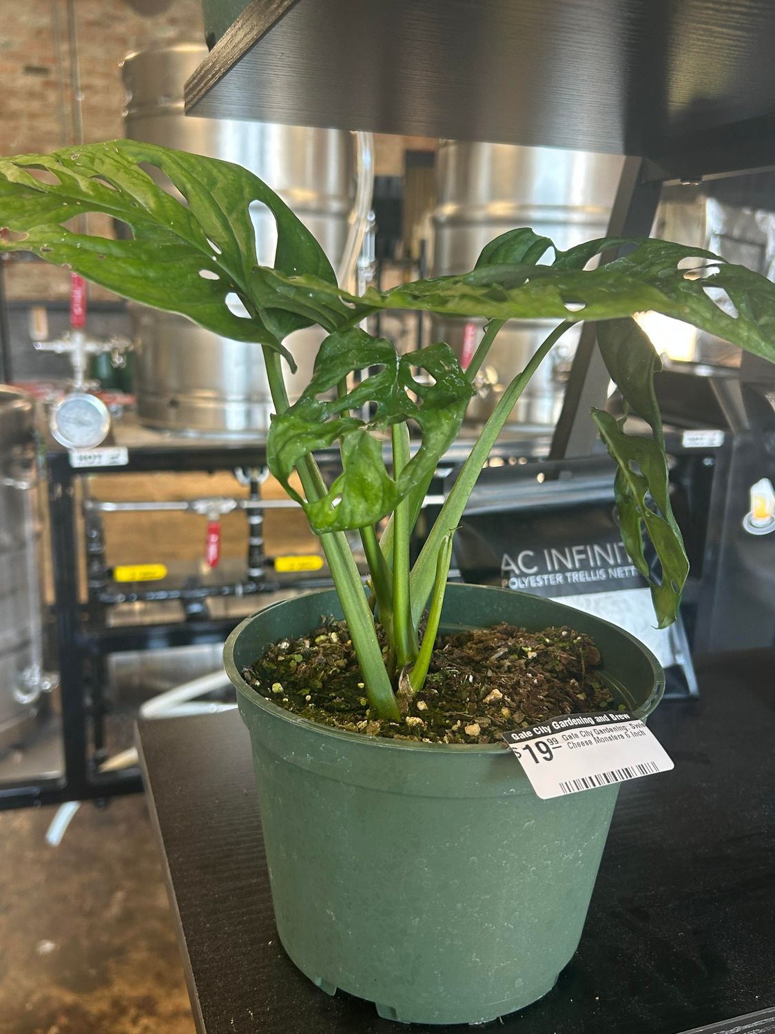 Gate City Gardening: Swiss Cheese Monstera 6 Inch