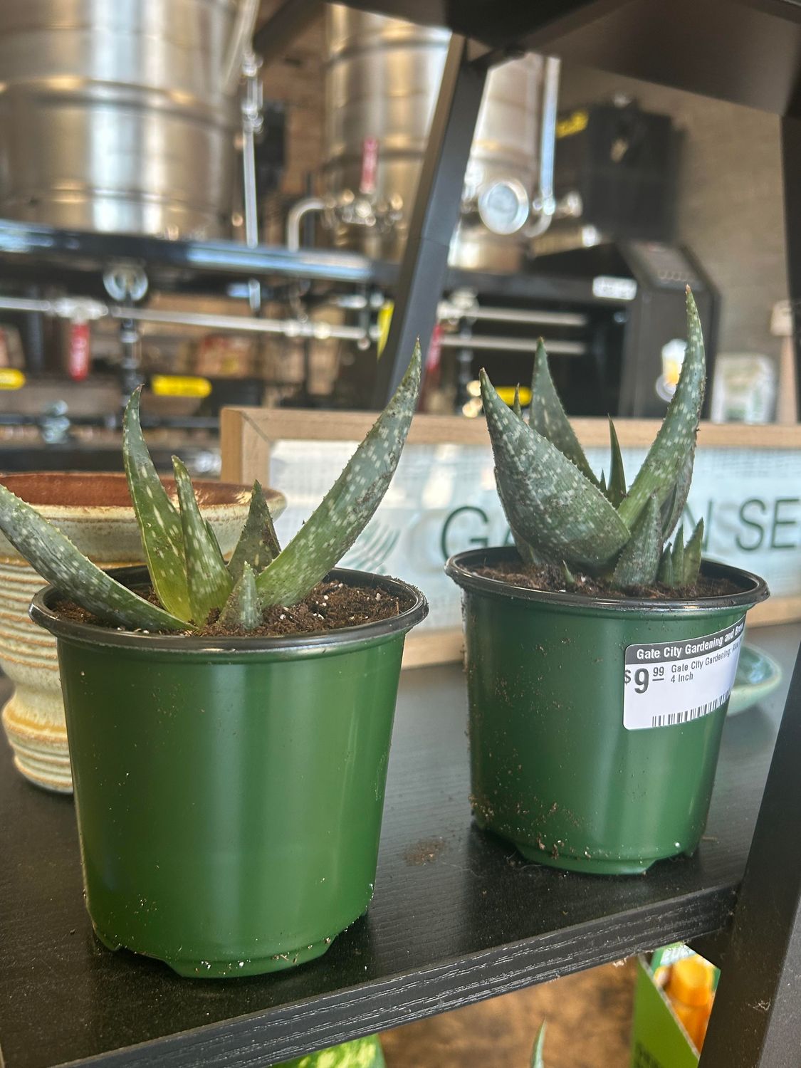 Gate City Gardening: Aloe Vera 4 inch