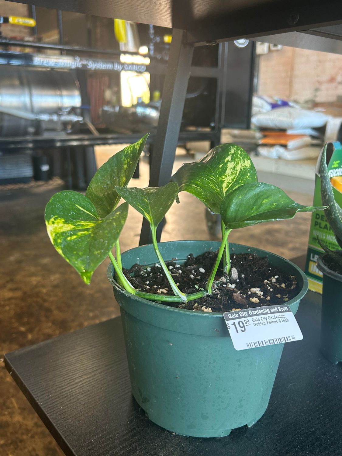 Gate City Gardening: Golden Pothos 6 Inch