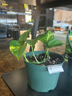 Gate City Gardening: Golden Pothos 6 Inch