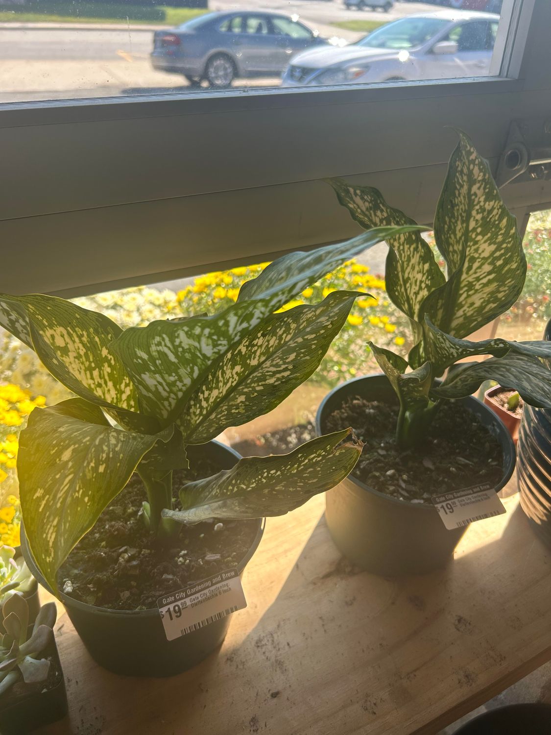 Gate City Gardening: Dieffenbachia 6 Inch