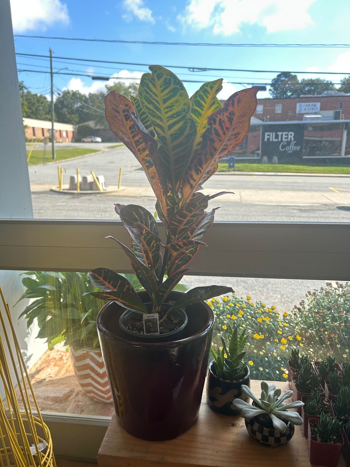 Gate City Gardening: Croton  6 Inch