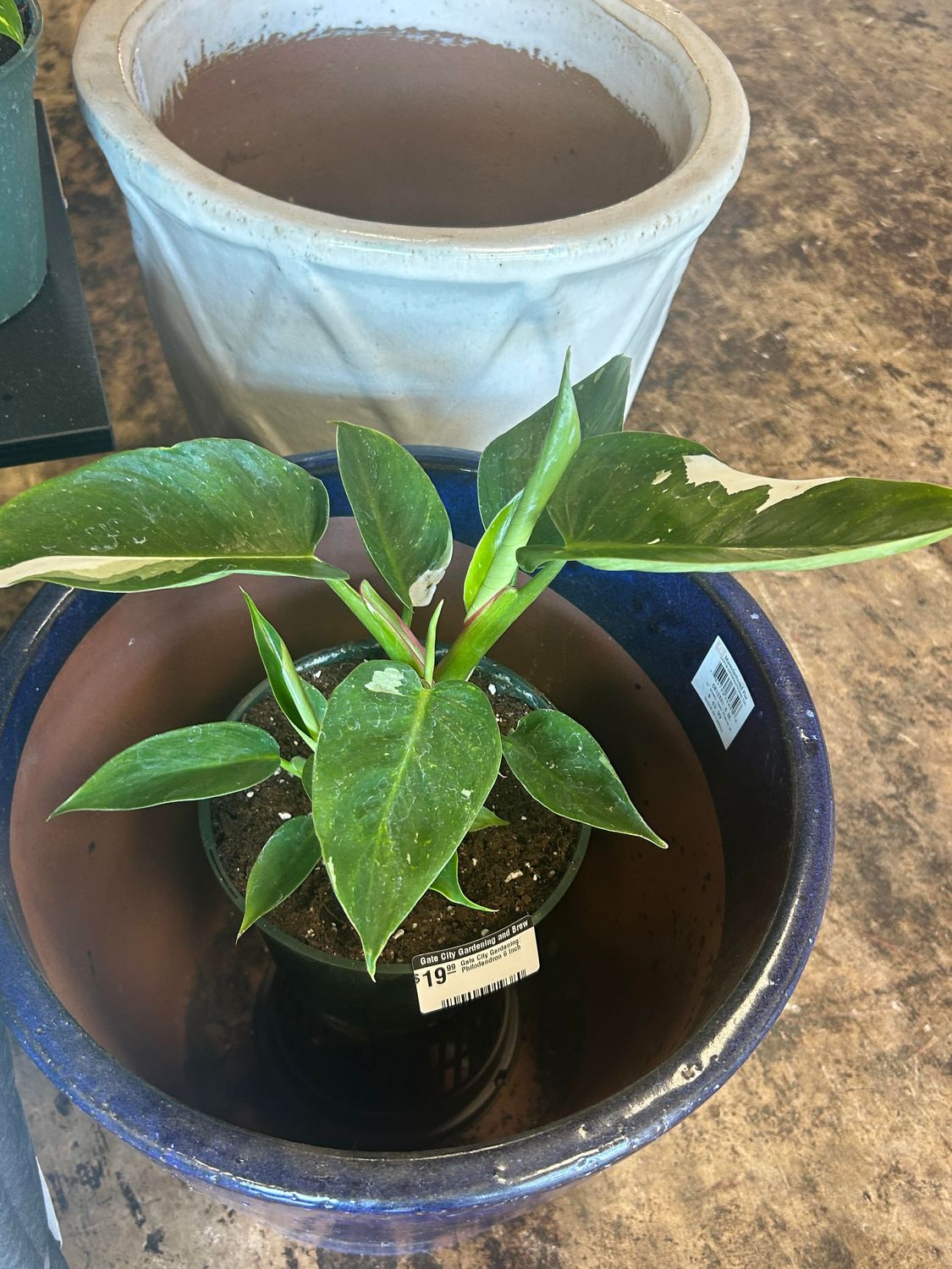 Gate City Gardening: Philodendron 6 Inch