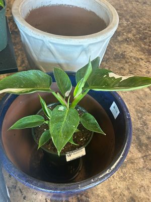 Gate City Gardening: Philodendron 6 Inch