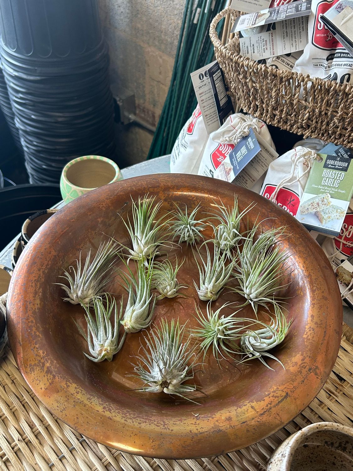 Assorted Ionantha Air Plant