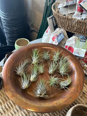 Assorted Ionantha Air Plant