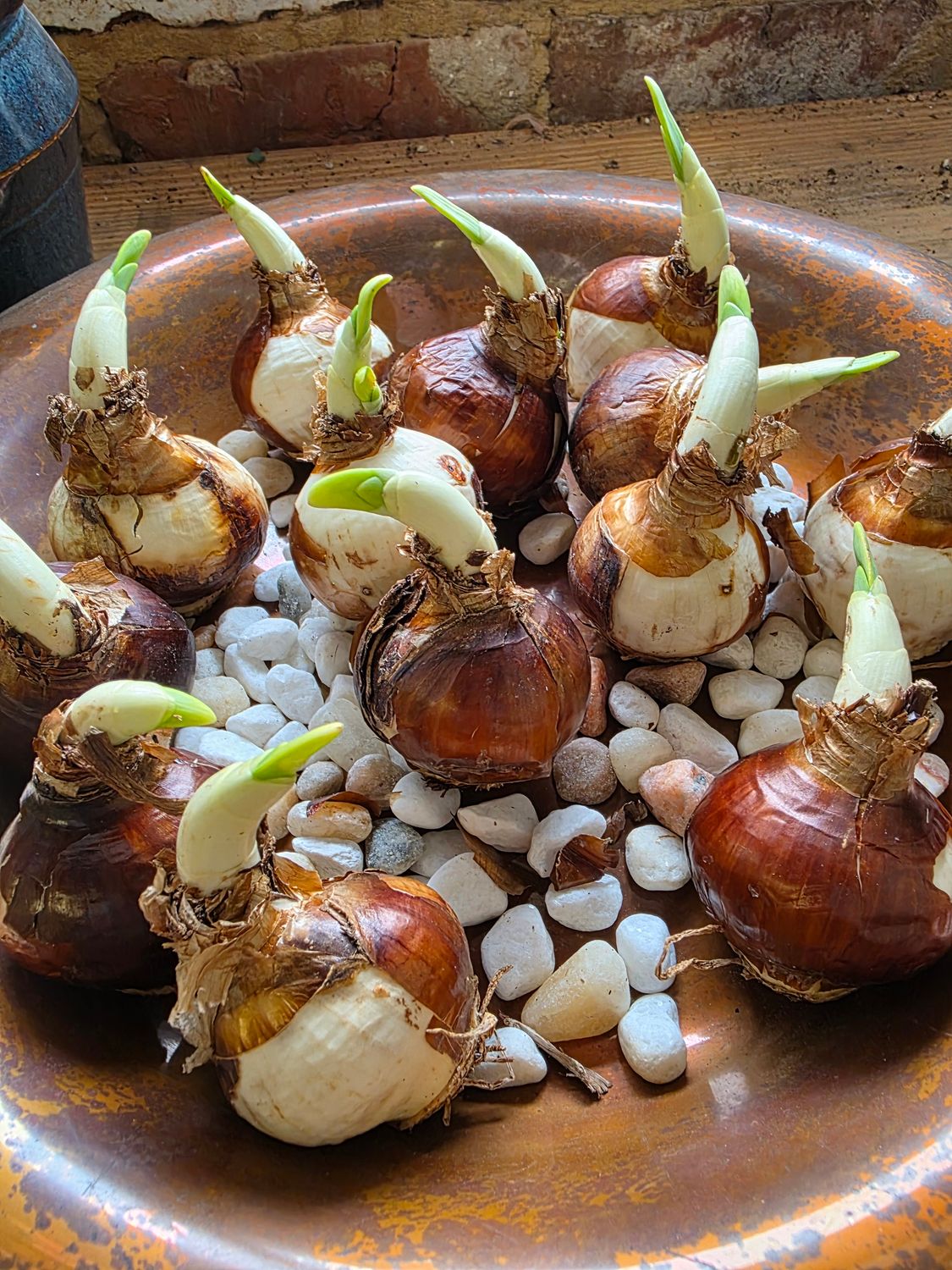 Gate City Gardening: Paperwhite bulbs