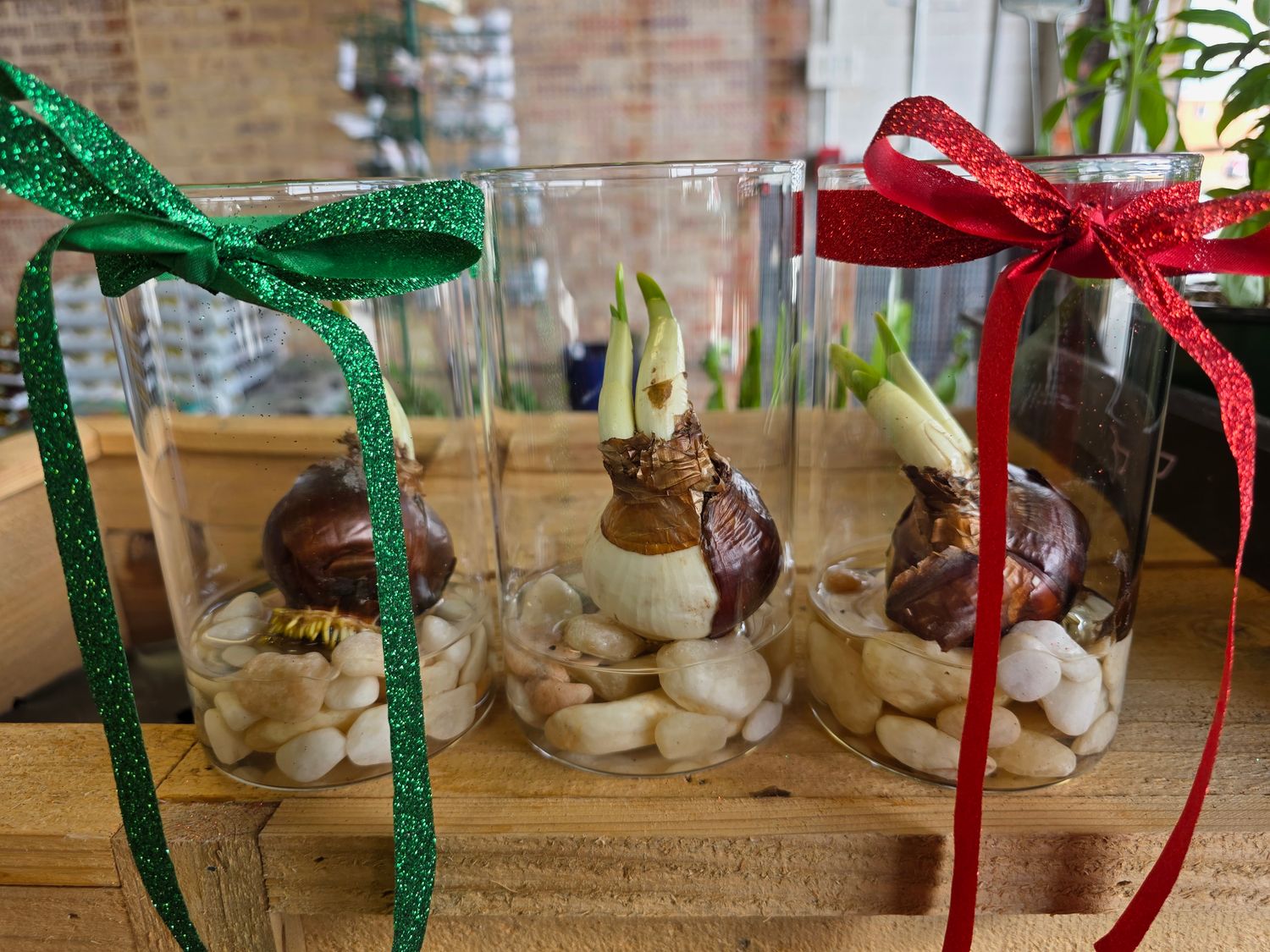 Gate City Gardening: Paperwhite in Vase