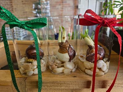 Gate City Gardening: Paperwhite in Vase