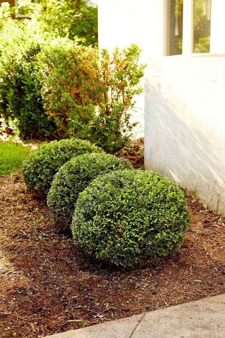 Shrub Trimming