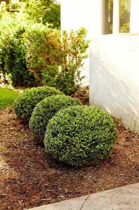 Shrub Trimming