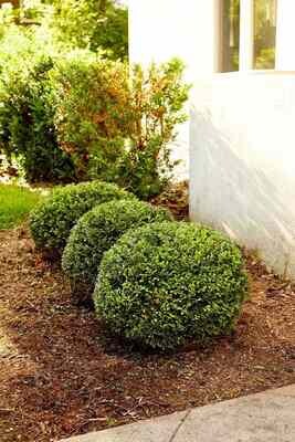 Shrub Trimming