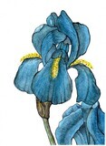 Turquoise Iris Art Print