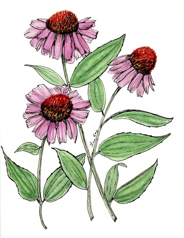 Echinacea Art Print