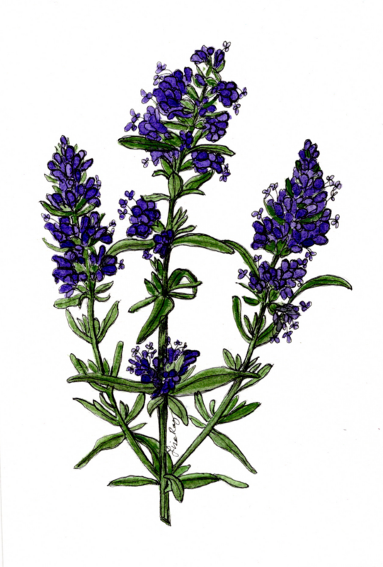 Hyssop Art Print