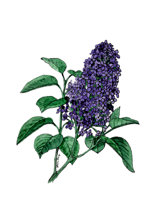 Lilac Art Print Lisa Ray Art