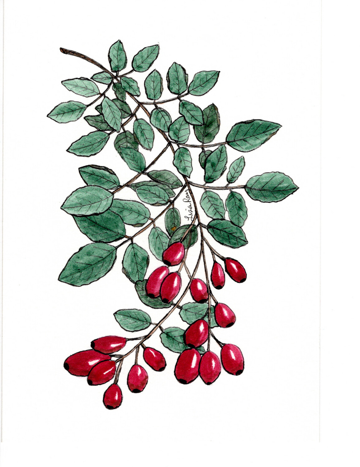 Rose Hips Art Print