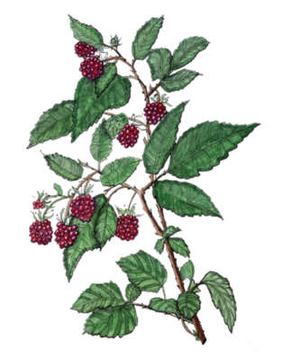 Raspberry Art Print