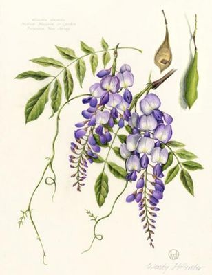 Botanical Art Prints