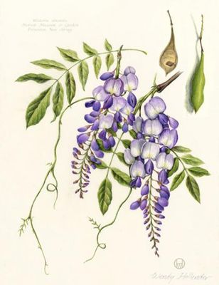 Wisteria Botanical Art Print