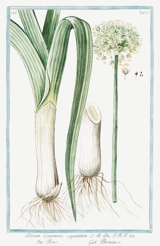 Botanical Art Print