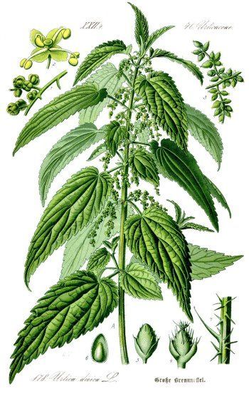 Nettles Botanical Art Print