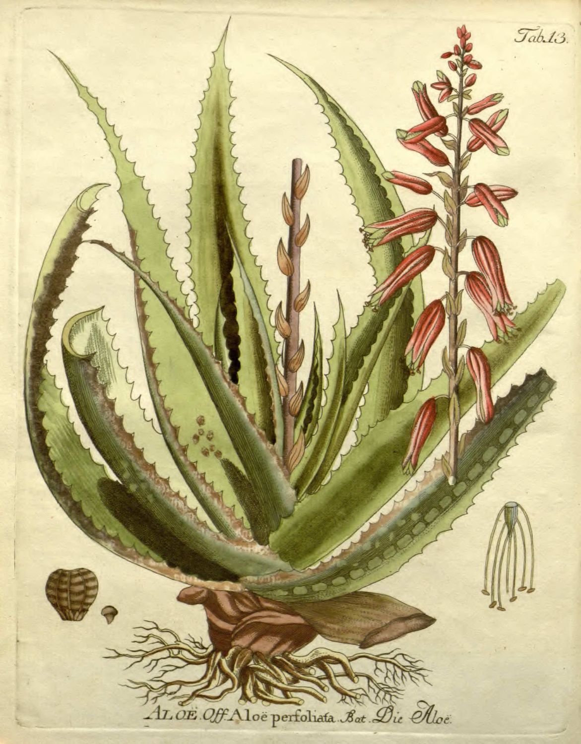 Aloe Botanical Art Print