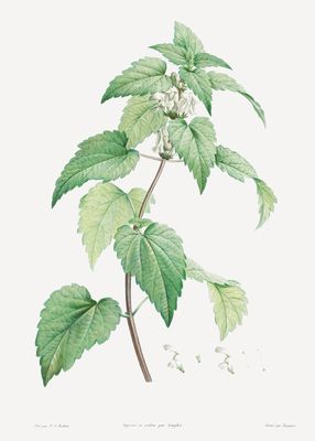 Nettles Botanical Art Print